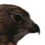 Picture of KrasniyYastreb