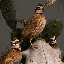 Northern Quail, 1984
